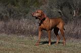 VIZSLA poil court 212